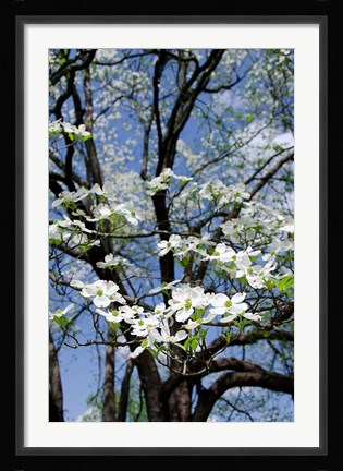 Framed USA, Tennessee, Nashville Flowering dogwood tree at The Hermitage Print