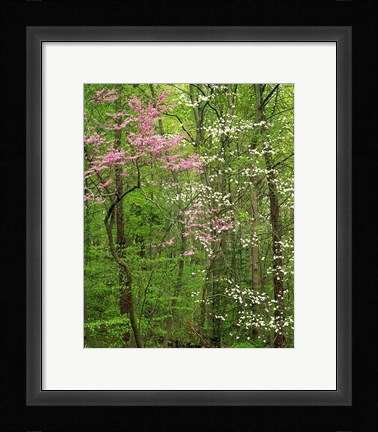Framed Eastern Redbud and Flowering Dogwood, Arlington County, Virginia Print