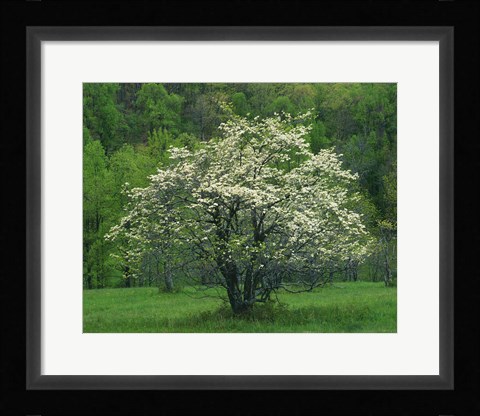 Framed Flowering Dogwood, Blue Ridge Parkway, Virginia Print
