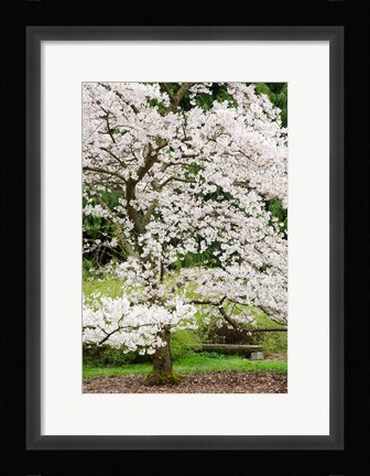 Framed Cherry Trees Blossoming in the Spring, Washington Park Arboretum, Seattle, Washington Print