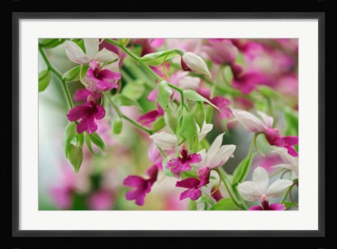 Framed Orchid Print
