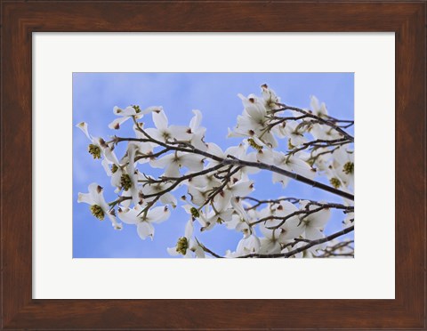 Framed Blooming Dogwood Tree, Owens Valley California Print