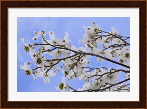 Framed Blooming Dogwood Tree, Owens Valley California Print