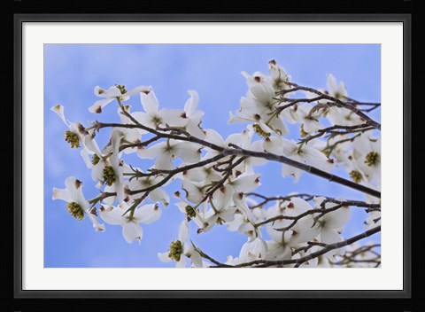 Framed Blooming Dogwood Tree, Owens Valley California Print