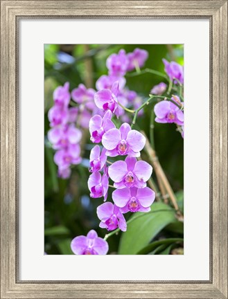 Framed Orchid Print