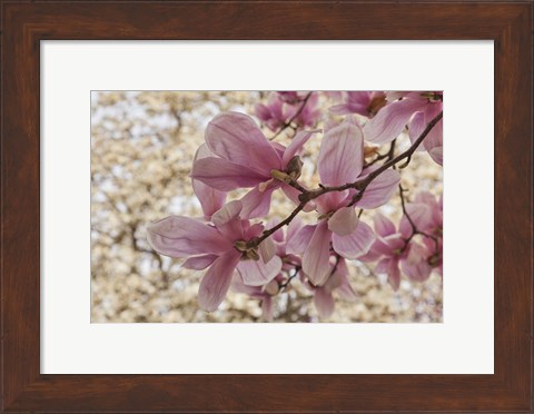 Framed Yulan Magnolia Blossoms, Louisville, Kentucky Print