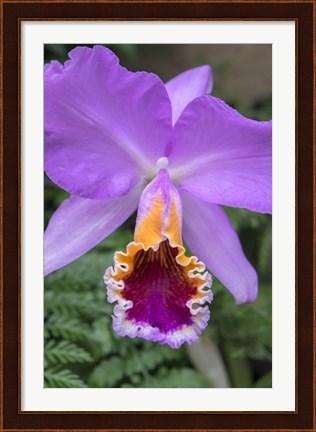 Framed Purple Orchid Print