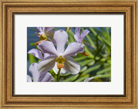 Framed Jenny&#39;s Orchid Garden 1, Darwin, Australia Print