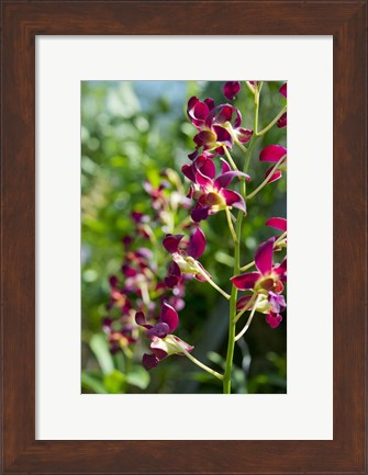 Framed Jenny&#39;s Orchid Garden 2, Darwin, Australia Print
