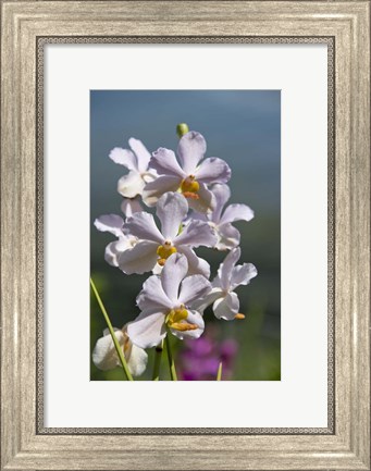 Framed Jenny&#39;s Orchid Garden 3, Darwin, Australia Print