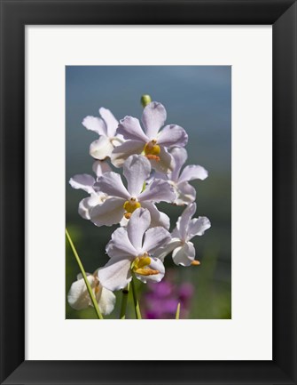 Framed Jenny&#39;s Orchid Garden 3, Darwin, Australia Print