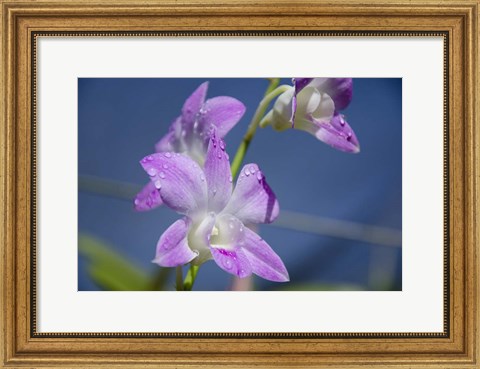 Framed Orchids With Water Droplets, Darwin, Australia Print