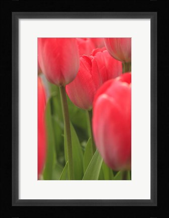 Framed Tulips In A Garden 1, Victoria, Canada Print