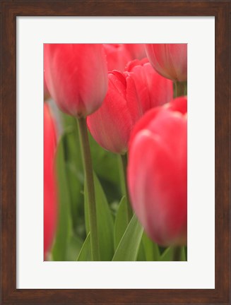 Framed Tulips In A Garden 1, Victoria, Canada Print
