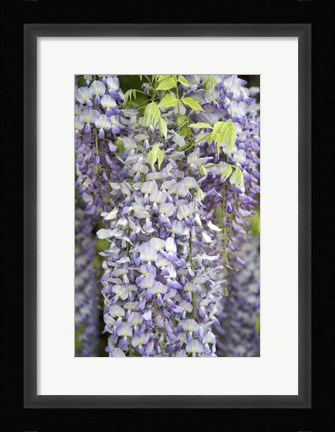 Framed Wisteria In Mirabell Garden 1, Salzburg, Austria Print
