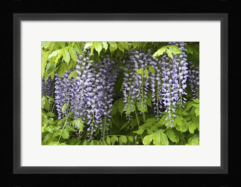 Framed Wisteria In Bloom, Salzburg, Austria Print