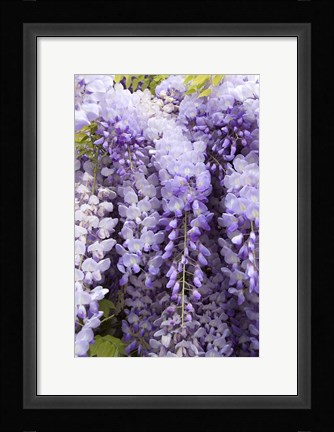 Framed Wisteria In Mirabell Garden 2, Salzburg, Austria Print