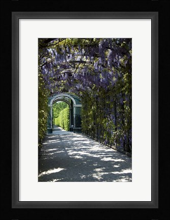 Framed Wisteria Arbor In Garden, Austria, Vienna, Schonbrunn Palace Print