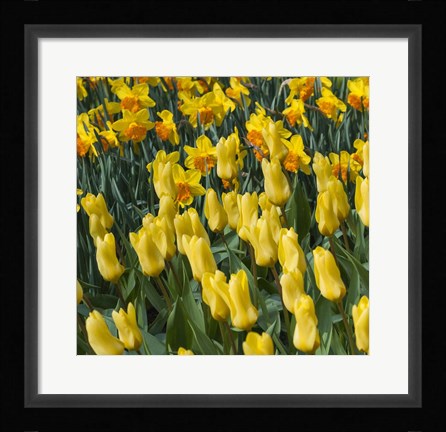 Framed Yellow Tulips Print