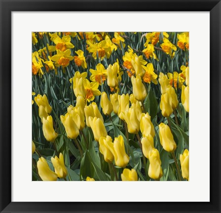 Framed Yellow Tulips Print