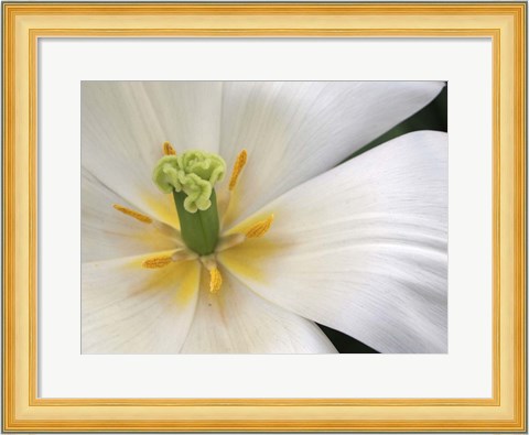 Framed Close-Up White Tulip Print