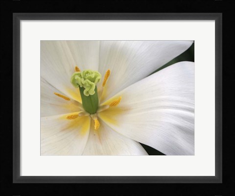 Framed Close-Up White Tulip Print