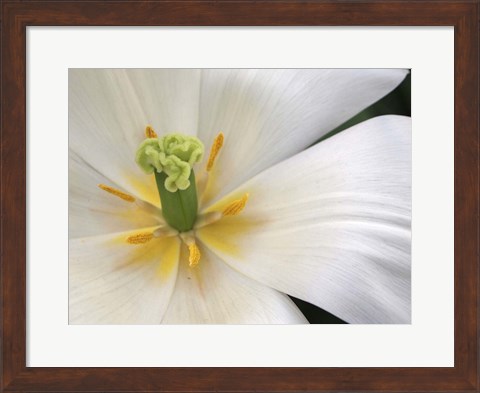 Framed Close-Up White Tulip Print