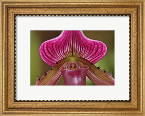 Framed Ladyslipper Orchid, Orchidaceae Spp Print