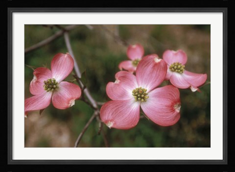 Framed Pink Dogwood Blooms Print
