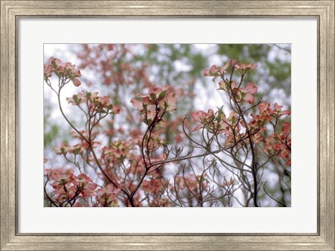 Framed Pink Dogwood Print