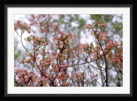Framed Pink Dogwood Print