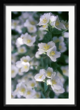 Framed Delphinium Field Print