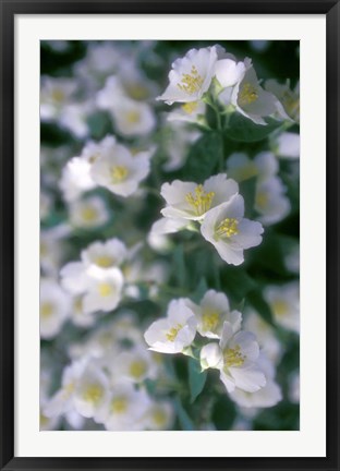 Framed Delphinium Field Print