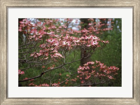 Framed Pink Dogwood Blooms Print