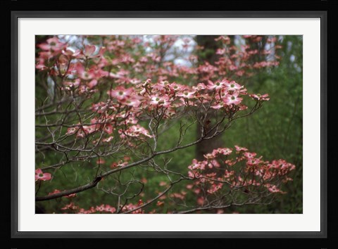 Framed Pink Dogwood Blooms Print