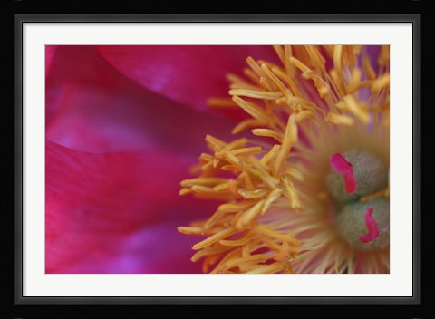 Framed Peony Abstract Print