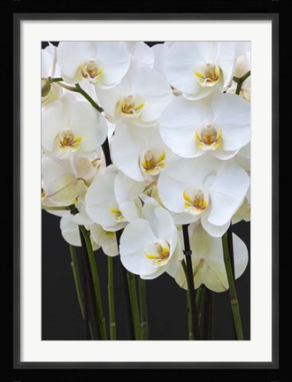 Framed White Orchid Blooms 1 Print