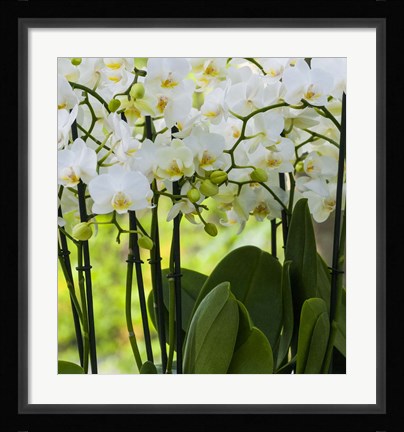 Framed White Orchid Blooms 2 Print