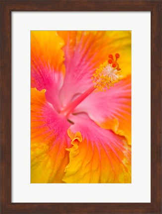 Framed Pink And Yellow Hibiscus Flower,  San Francisco, CA Print