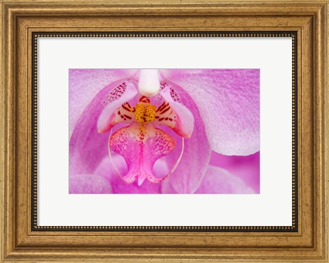 Framed Pink Orchid, San Francisco Conservatory Of Flowers Print