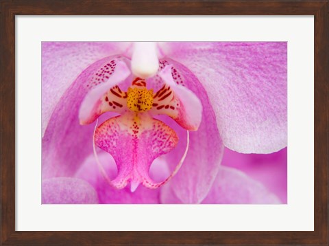 Framed Pink Orchid, San Francisco Conservatory Of Flowers Print