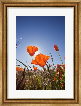 Framed Poppies With Sun And Blue Sky, Antelope Valley, CA Print