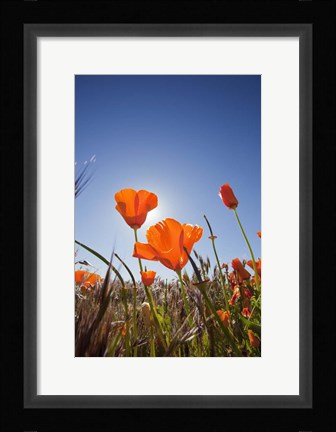 Framed Poppies With Sun And Blue Sky, Antelope Valley, CA Print