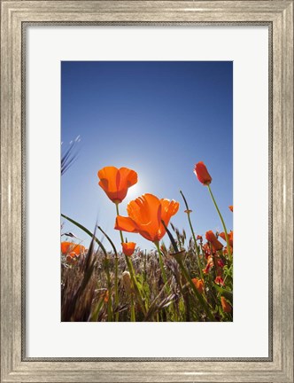 Framed Poppies With Sun And Blue Sky, Antelope Valley, CA Print