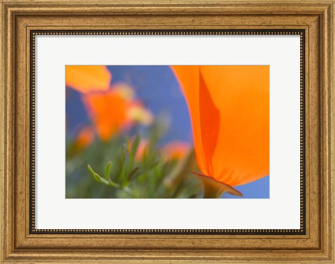 Framed Poppies Spring Bloom 1. Lancaster, CA Print