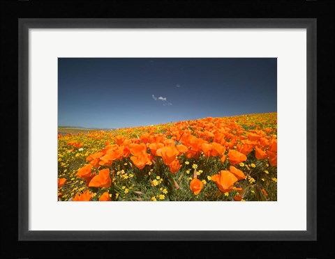 Framed Poppies Spring Bloom 3. Lancaster, CA Print