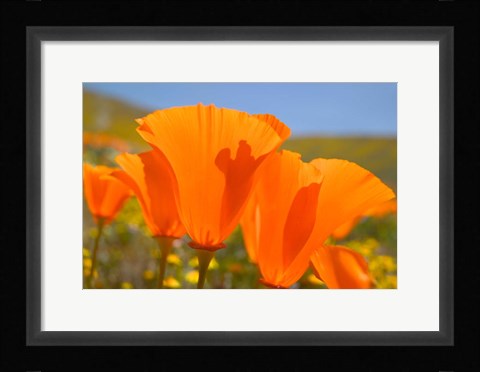 Framed Poppies Spring Bloom 4. Lancaster, CA Print