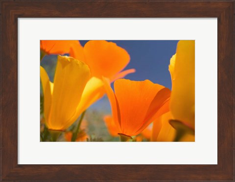 Framed Poppies Spring Bloom 5. Lancaster, CA Print