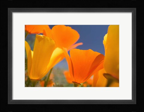 Framed Poppies Spring Bloom 5. Lancaster, CA Print