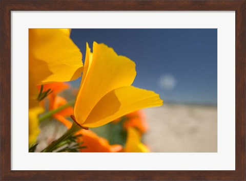 Framed Poppies Spring Bloom 6. Lancaster, CA Print